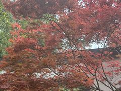 -洛阳市隋唐城遗址植物园