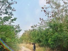 -羚羊峡古栈道森林公园