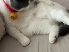 -佳雯宠物医院(四明中路分院)