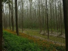 -合肥滨湖国家森林公园