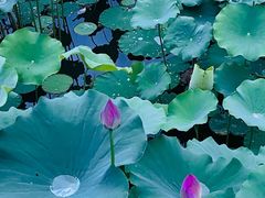 -莲花池公园