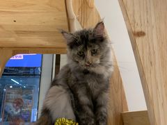 -momokira米努特·德文卷毛猫·棉花面纱犬