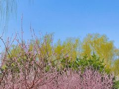 -大兴滨河森林公园