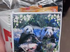 -中国大熊猫保护研究中心雅安碧峰峡基地