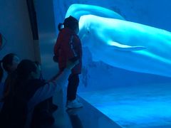 -芜湖新华联大白鲸海洋公园