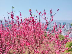 -金鸡山公园