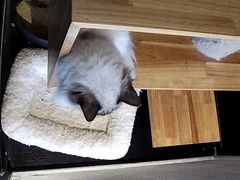 -贝来恩24H动物医院·转诊中心(稻香路店)