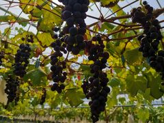 -海堤葡萄园中小学生研学基地