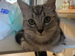 -天使宠物医院·犬猫分诊(彩虹店)