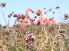 -西京湾花海