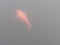 -西湖游船