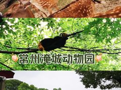 -常州淹城野生动物世界