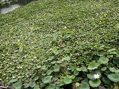 -荷塘月色湿地公园·向阳花洲
