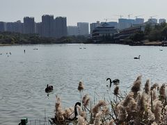 -五缘湾湿地公园