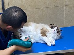 -佳雯宠物医院·皮肤科·内外科(春晓路分院)