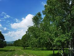 -御道口草原森林风景区