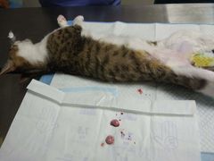 -创凡宠物医院·骨专科  猫科中心(西乡分院)