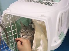 -纳吉亚猫专科动物医院·北北分院