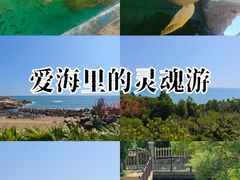 -广东惠东海龟国家级自然保护区