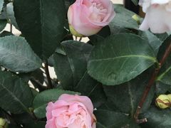 -龙大花卉苗木市场