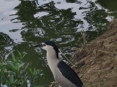 -海珠湖公园