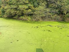 -蠡湖中央公园