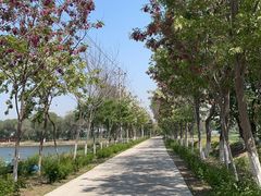 -西青郊野公园