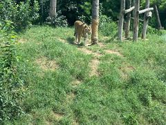 -大连森林动物园