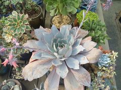 -龙大花卉苗木市场