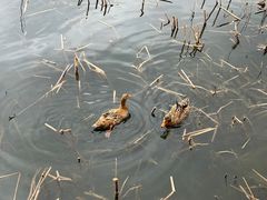 -野鸭湖国家湿地公园