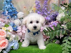 -翊宠yipet猫狗购宠庄园犬舍•猫舍