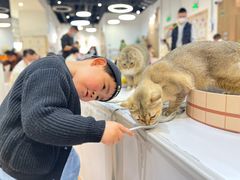 -COLOR PETS 撸猫馆·购猫·猫咖(长风大悦城店)