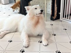 -毛绒耶耶撸宠馆·猫咖·狗咖·荷兰猪咖
