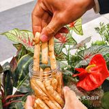 周浦平替版广莲申，周浦人民真有福气