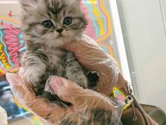 -babydoll猫舍·米努特·德文·缅因(久光中心店)