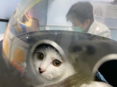 -纳吉亚猫专科动物诊疗中心(蒋宅口分院)