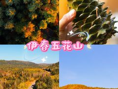 -五营国家森林公园