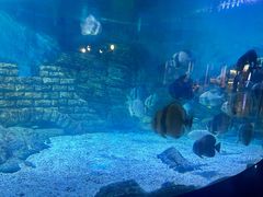 -烟台海昌鲸鲨海洋公园