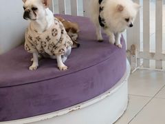 -怪兽屋·羊驼·猫咖·狗咖(俊华广场店)