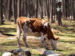 -硗碛藏寨·神木垒景区