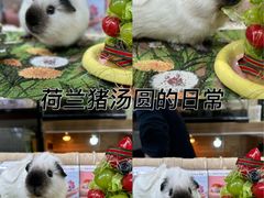 -守诺宠物医院·眼科· 特色牙科·异宠专科(虹口店)