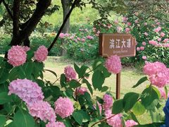 -上海滨江森林公园