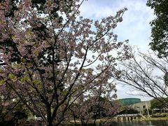 -新江湾城公园