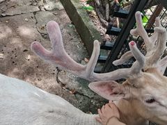 -深圳野生动物园