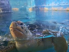 -烟台海昌鲸鲨海洋公园