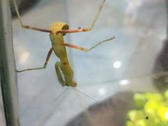 -上海大自然野生昆虫馆(东方明珠·爬宠昆虫探索中心)