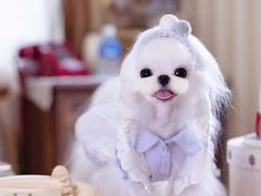 -萌宠之家·腊肠犬·马尔泰·小体犬舍