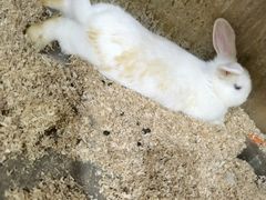 -上海大自然野生昆虫馆