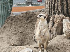 -北京野生动物园