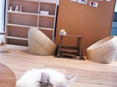 -瞄一喵猫咖(格力海岸店)